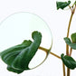 Anua Heartleaf 77% Clear Toner Pad